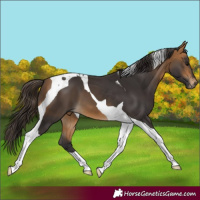 Horse Color:Buckskin Tobiano