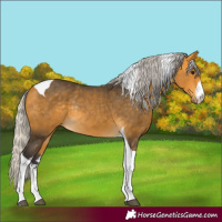Horse Color:White Spotted Silver Buckskin Tobiano Rabicano
