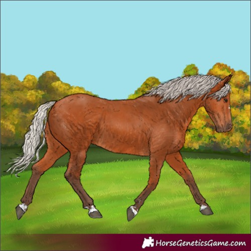 Horse Color:Silver Bay