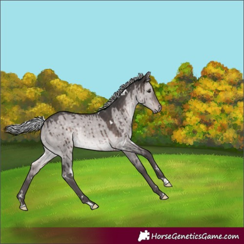 Horse Color:Platinum White Spotted Silver Brown Dun Rabicano Brindle 