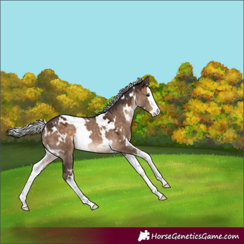 Horse Color:White Spotted Silver Brown Dun Splash Rabicano 