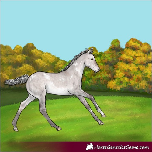Horse Color:Platinum White Spotted Silver Bay Dun Rabicano Brindle 