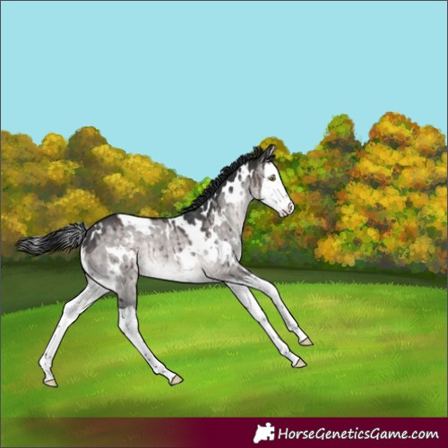 Horse Color:Platinum White Spotted Brown Dun Splash Rabicano Brindle 