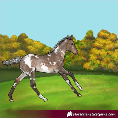 Horse Color:White Spotted Silver Brown Dun Rabicano Brindle 