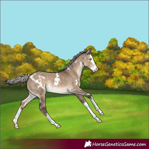 Horse Color:White Spotted Silver Brown Dun Splash Brindle 