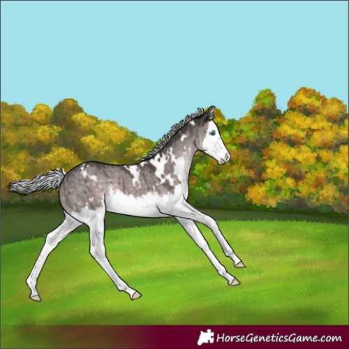 Horse Color:Platinum White Spotted Silver Brown Dun Splash Rabicano Brindle 