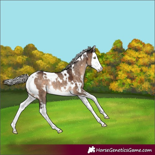 Horse Color:White Spotted Silver Brown Dun Splash Rabicano 