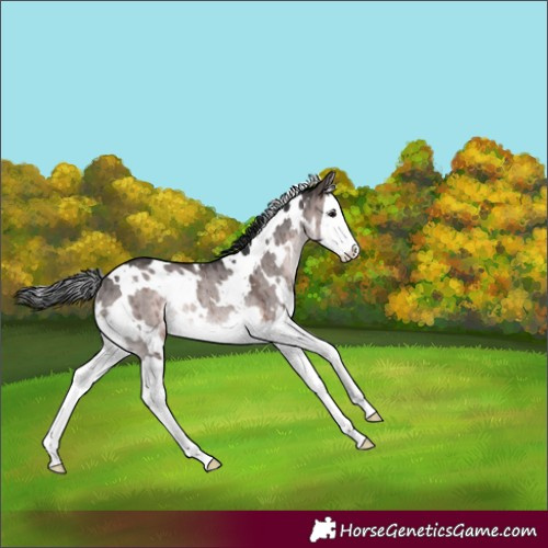 Horse Color:Platinum White Spotted Brown Dun Splash Rabicano Brindle 