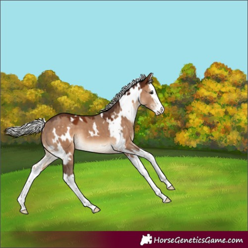 Horse Color:White Spotted Silver Brown Dun Splash 