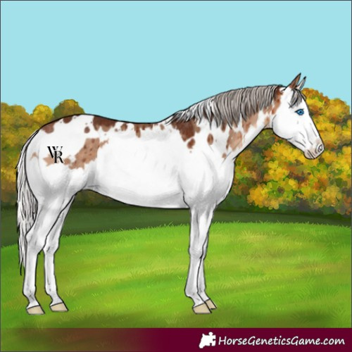 Horse Color:White Spotted Silver Bay Dun Splash Rabicano Brindle 