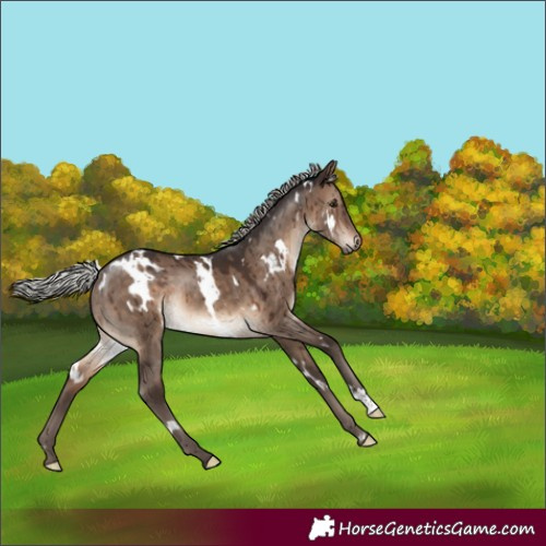 Horse Color:White Spotted Silver Brown Dun Rabicano Brindle