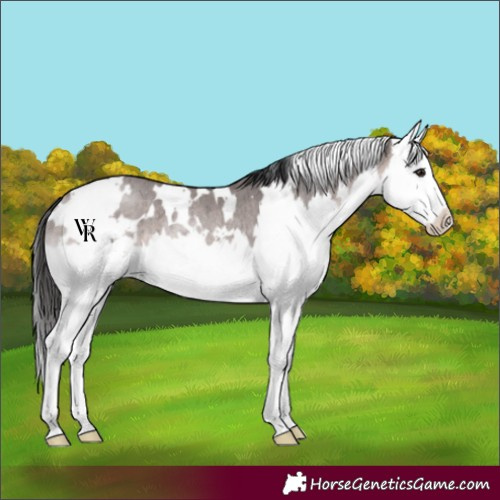 Horse Color:Platinum White Spotted Brown Dun Splash Rabicano Brindle