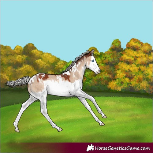 Horse Color:White Spotted Silver Brown Dun Splash Rabicano