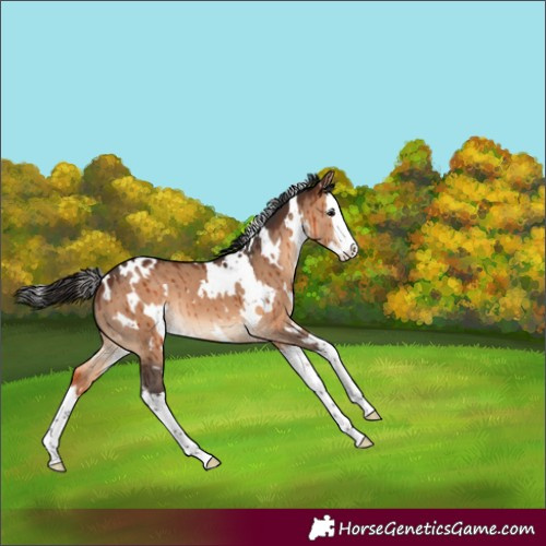 Horse Color:White Spotted Brown Dun Splash Brindle