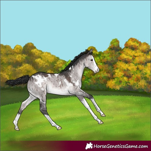 Horse Color:Platinum White Spotted Brown Dun Splash Brindle 