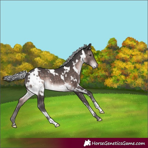 Horse Color:Platinum White Spotted Silver Brown Rabicano 