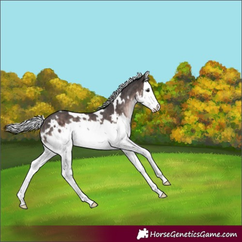 Horse Color:Platinum White Spotted Silver Brown Splash Rabicano