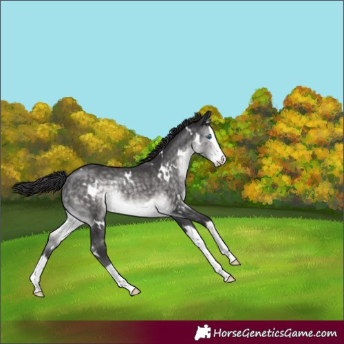 Horse Color:Platinum White Spotted Buckskin Splash Rabicano 