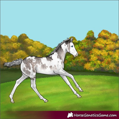 Horse Color:Platinum White Spotted Silver Brown Dun Splash Rabicano Brindle