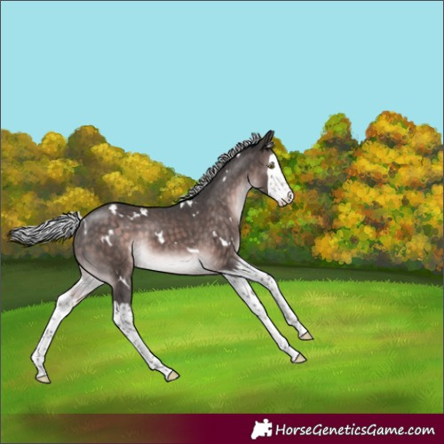 Horse Color:Unknown 