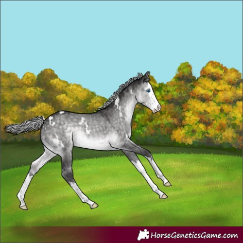 Horse Color:Platinum White Spotted Silver Buckskin Dun Splash 