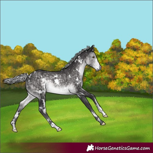 Horse Color:Platinum White Spotted Silver Buckskin Rabicano 