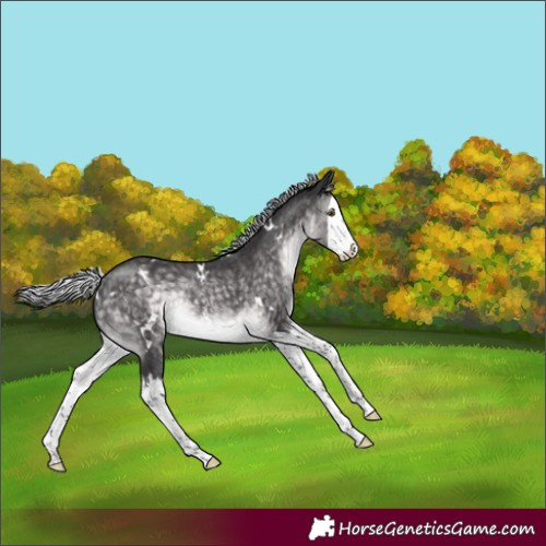 Horse Color:Platinum White Spotted Silver Buckskin Splash Rabicano 