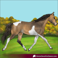 Horse Color:Buckskin Tobiano 