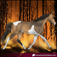 Horse Color:Buckskin Tobiano