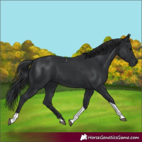 Horse Color:Black Tobiano 