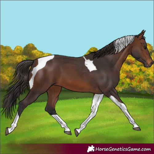 Horse Color:Brown Tobiano 