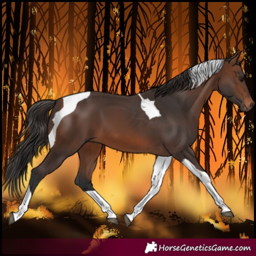 Horse Color:Brown Tobiano 
