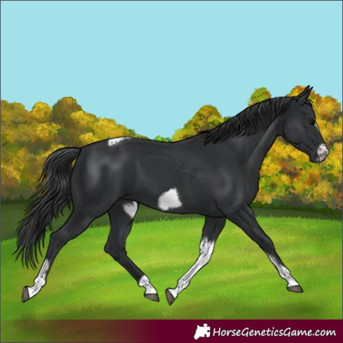 Horse Color:Black Tobiano Frame 