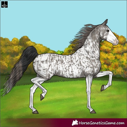 Horse Color:Grullo Sabino Splash and Grullo Sabino Splash Appaloosa
