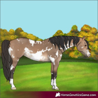 Horse Color:White Spotted Bay Dun 