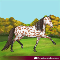 Horse Color:Bay Appaloosa 