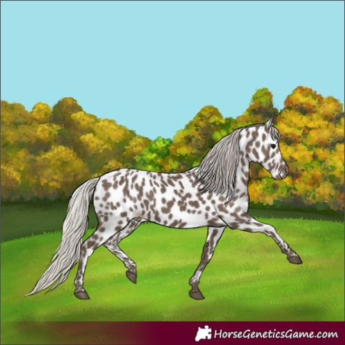 Horse Color:Silver Black Appaloosa 