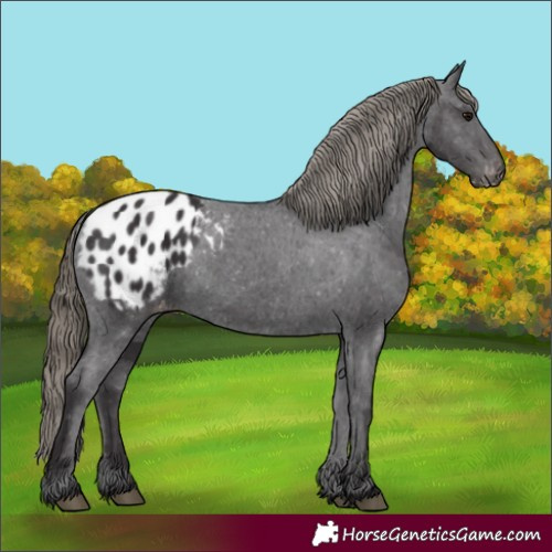 Horse Color:Smoky Black Appaloosa 