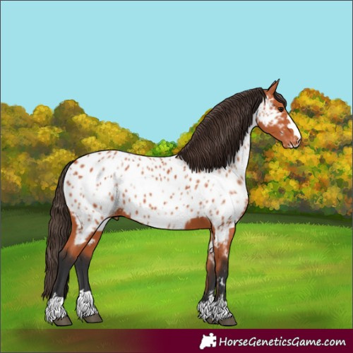 Horse Color:Bay Appaloosa 