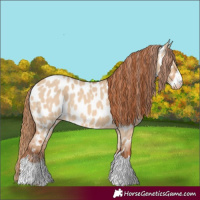 Horse Color:Red Dun Appaloosa 