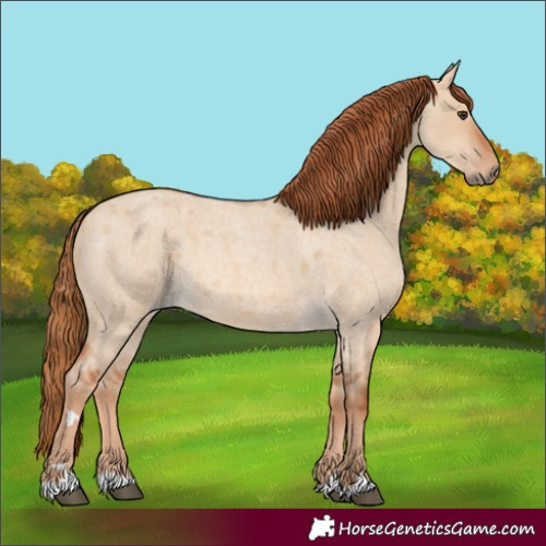 Horse Color:Red Dun Roan 