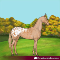 Horse Color:Chestnut Appaloosa