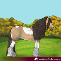 Horse Color:Buckskin Dun Tobiano 
