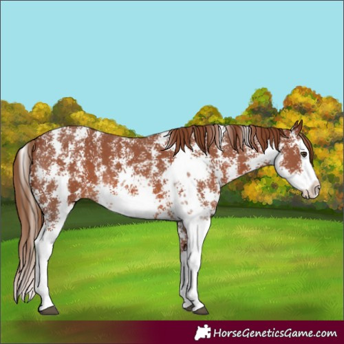 Horse Color:Chestnut Sabino Splash 