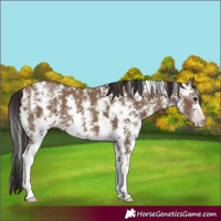 Horse Color:Gray Classic Champagne Sabino