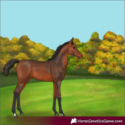 Horse Color:Unknown 