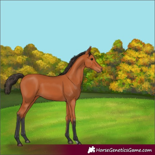 Horse Color:Unknown 