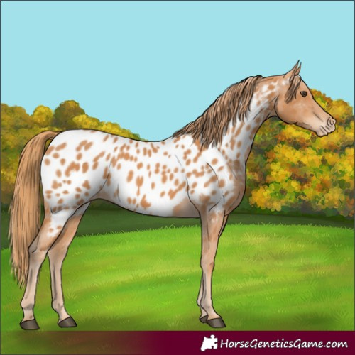 Horse Color:Chestnut Appaloosa 