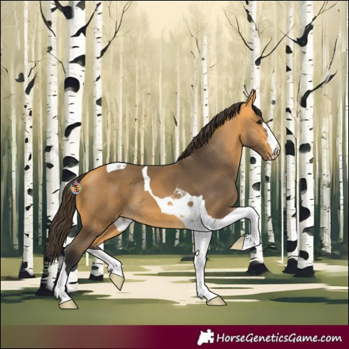 Horse Color:Buckskin Tobiano
