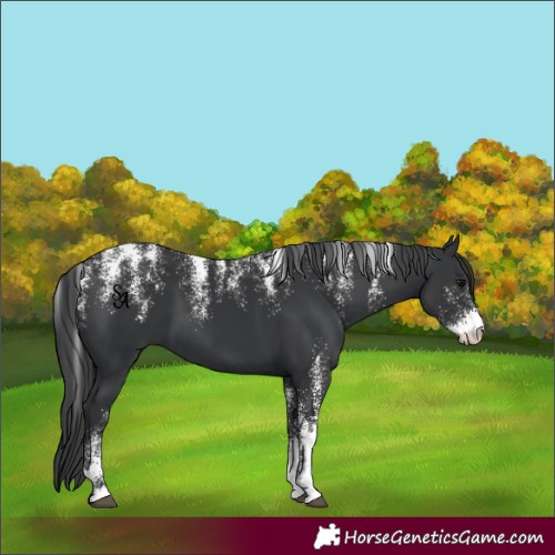Horse Color:Powder White Black
